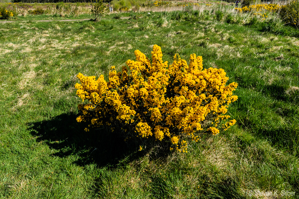 Gorse is a common plant, often seen in large sections along roads and in fields.  It is more weed than crop. (1/250 sec at f / 9.0,  ISO 100,  18 mm, 18.0-55.0 mm f/3.5-5.6 ) May 09, 2017